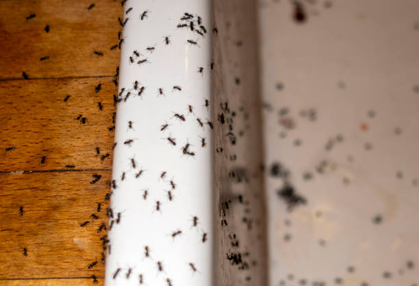 Flea Control Services in Huntsville, MO