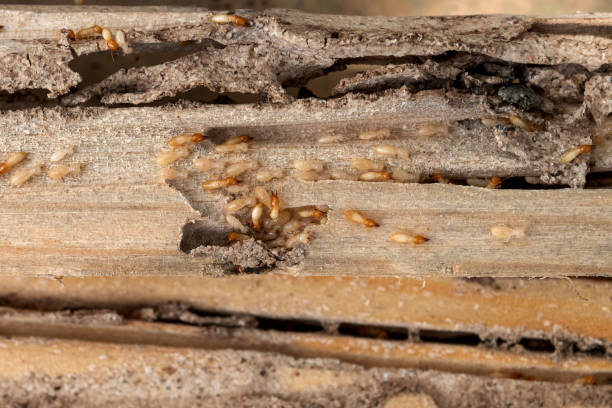 Best Flea Control Services  in Huntsville, MO