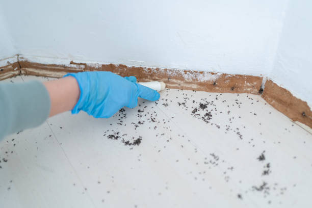 Best Insect Control  in Huntsville, MO